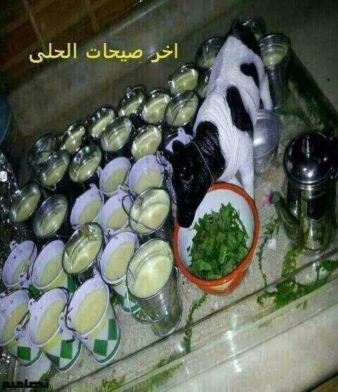 حـلـى البقــر ههه BK3g5OHCYAEp_ks