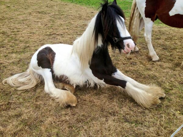 LarnaWhite's tweet photo. Joeyyyyy🐎 http://t.co/bWY852IBC2