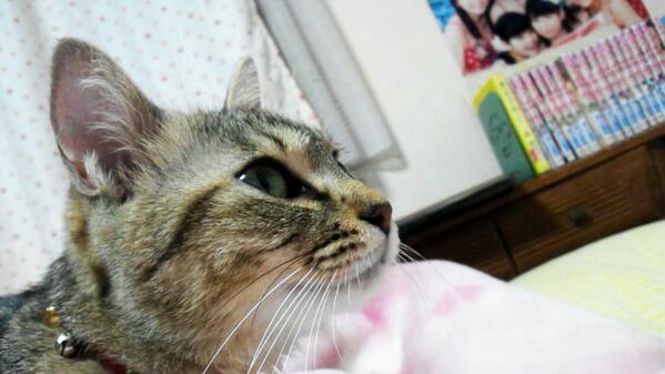 cute9115's tweet photo. あずき (*∩>ω<*)∩ http://t.co/X7swbf5TcQ