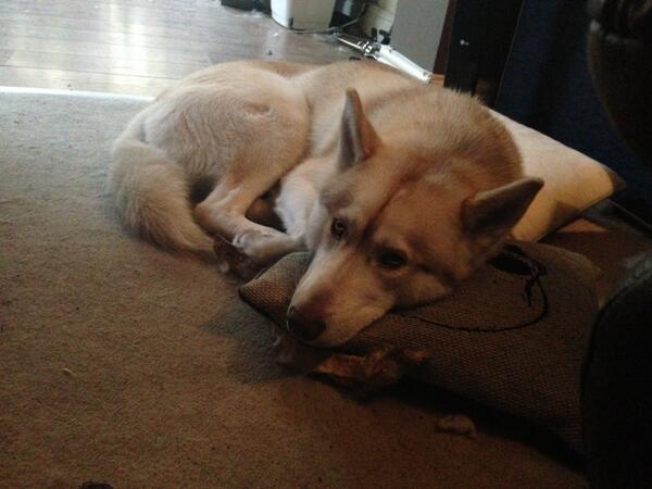BigChopper4's tweet photo. Dog unit stakes claim in new cushion. K-9 unit not for sale, nor the cushion BUT everything else is! WAHEY! #boom http://t.co/QMUk4eBS5n