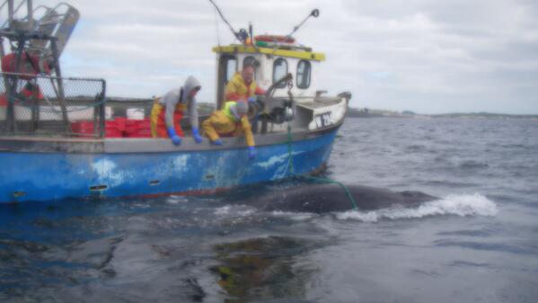 rtenews's tweet photo. RNLI at Tramore and local fishing vessel free whale tangled up in lobster pots http://t.co/OorqyaOc67