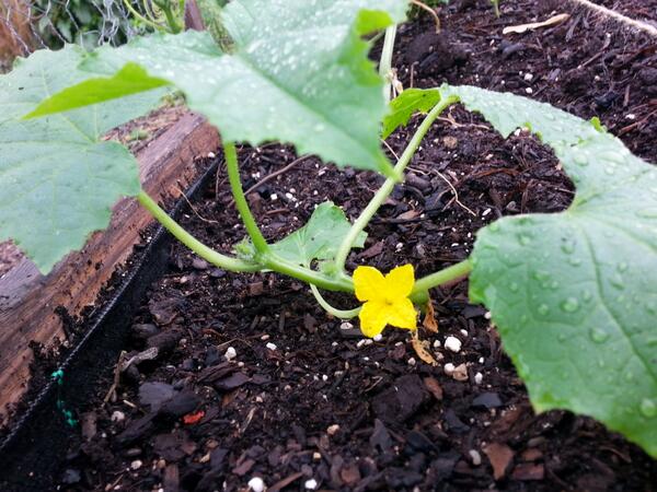 SeedingChicago's tweet photo. Grown so attached to my #seedling babies that it's hard to now put them in the garden. But they need to grow up. http://t.co/vJduUinm8j