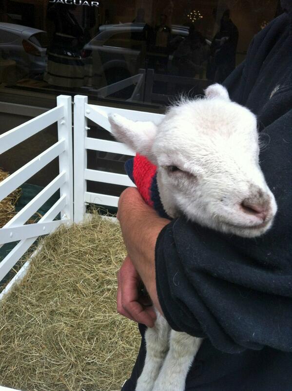 BainLoves's tweet photo. Meet Lola! #CDW13 #sedus http://t.co/cZV94NkgEp