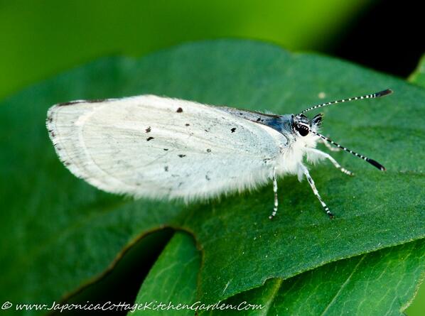 MistletoeCott's tweet image. Apart from seeing lots #OrangeTips (Male) in the garden today and the whites, there were several #HollyBlues ?
