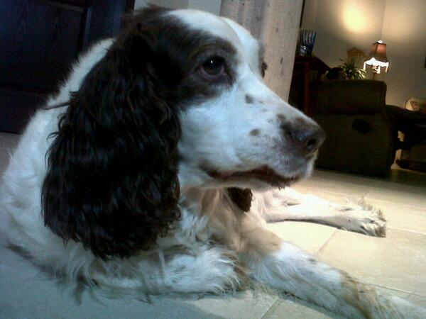 griselvalencia's tweet photo. #lapan #mylove #mydog http://t.co/bdXV5woMnX