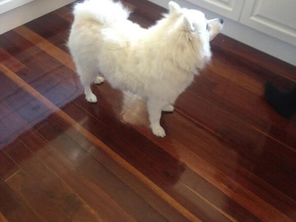 CassDimovski's tweet image. Mum gave my dog a haircut #rateitorhateit #bituneven #pointsforeffort