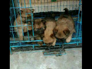 PissBlonk's tweet photo. Dijual anak anjing kintamani ASLI, warna coklat, umur 5 mggu, yg minat bs mention lgsg.. http://t.co/nuIhZQEA5g