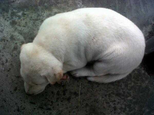 PissBlonk's tweet photo. Dijual anak anjing warna putih mulus, umur 2,5 bln.. Yg minat bs mention lgsg http://t.co/vgS1Q6PvFb