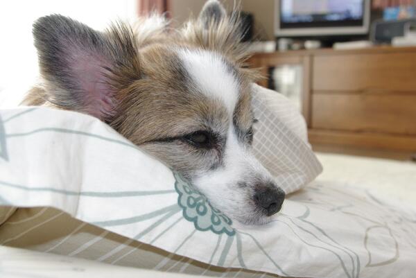 Dogs_Everyday's tweet photo. 眠い。。。

#一日一犬

https://t.co/A09WB77oL2