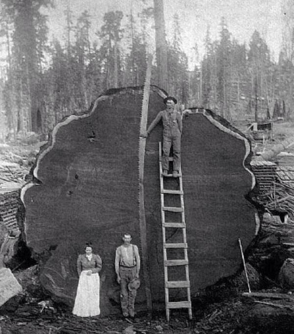 tributetrees's tweet image. 