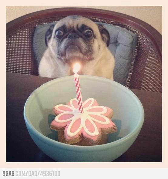 Meade's tweet photo. @EddiesMate happy birthday love Molly @missyAMac @runtling http://t.co/osoyCuBem4