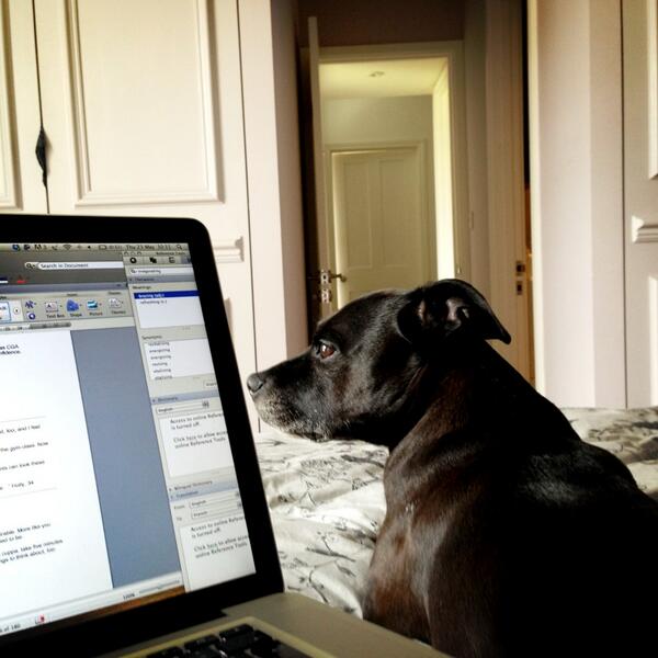 toomanytigers's tweet image. Whilst we're on the topic, the CHR consultant has been v.busy this AM. Kicking and snoring, mostly. @Madison_Square