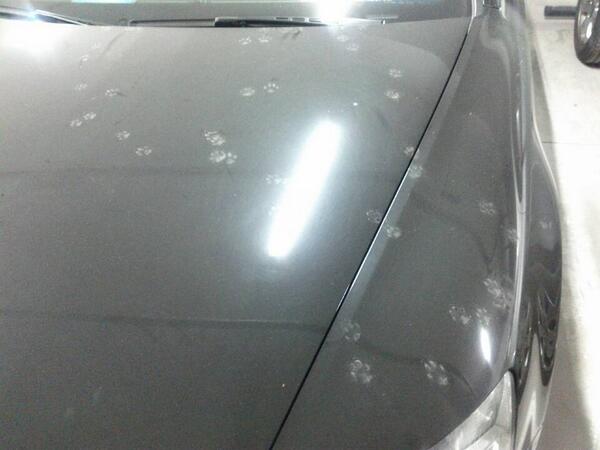 assassinzzh's tweet photo. 车上可爱的小猫爪印儿~ [IFTTT] http://t.co/clqsuSPXtd