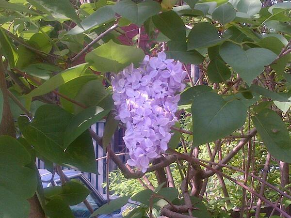 MonforteDairy's tweet image. Stop and smell the lilacs #beautifulspring