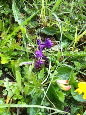 Green winged #orchid #darlandbanks Sorry blurry #plantsurvey @KentWildlife  #rain #hail