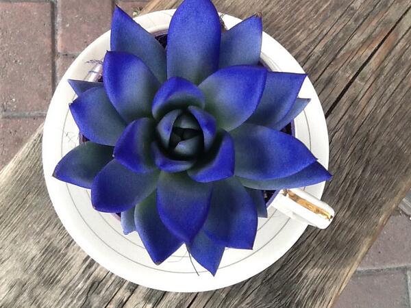 FloristBrighton's tweet photo. Weird and Wonderful http://t.co/aFG1RYr2LD