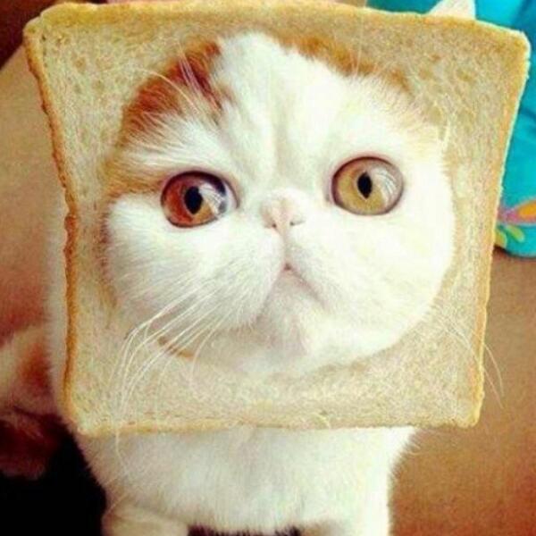 bread on a cat