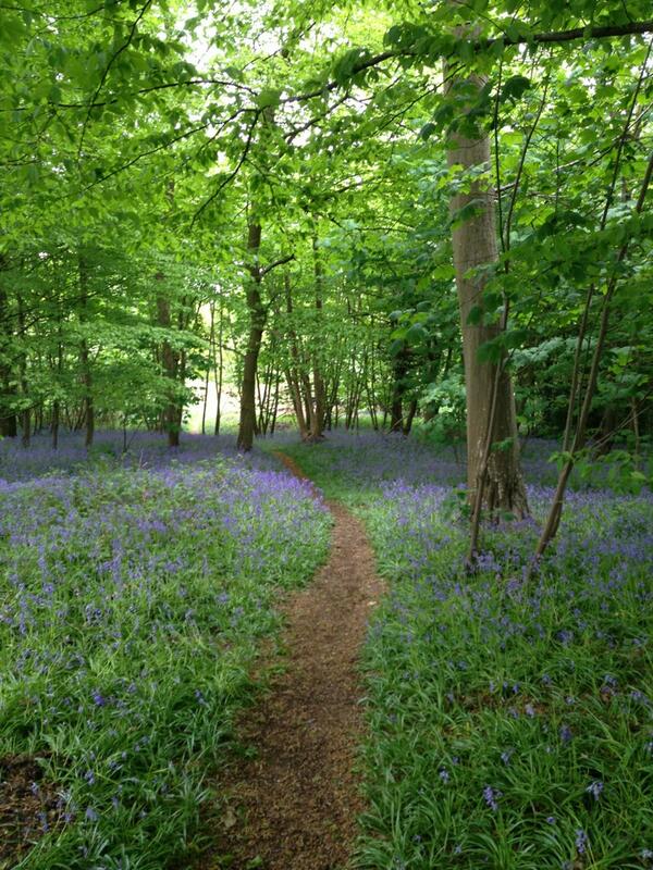 claudiadeyong's tweet photo. Get out into the woods this weekend the bluebells, the best I have ever seen. Pure natural beauty and so uplifting http://t.co/MjWpgGIt0W