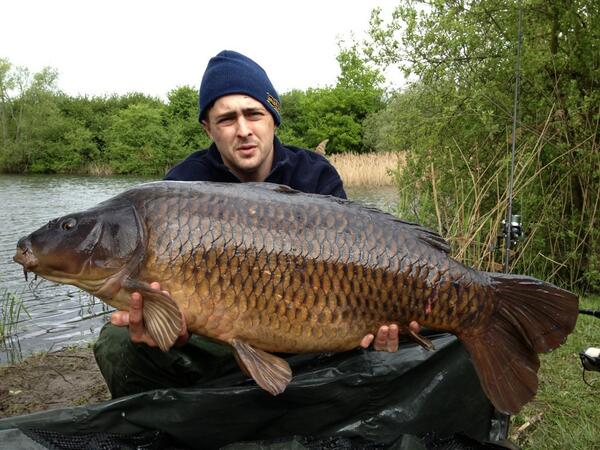 <a href="/Crazycarper247/">@crazycarper247</a> <a href="/carpbaiters/">SAS fishing</a> <a href="/olibakerr/">oli baker</a> new CB from <a href="/specimencarp/">specimen carp baits</a> produces bedfont stunner 36.8 hart tail ..