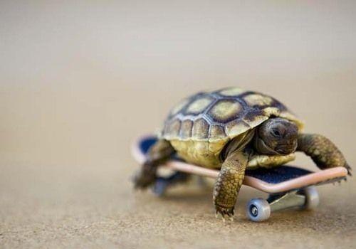 openwithalex's tweet photo. Cutest turtle ever #picture http://t.co/8Plnv4Cyn9