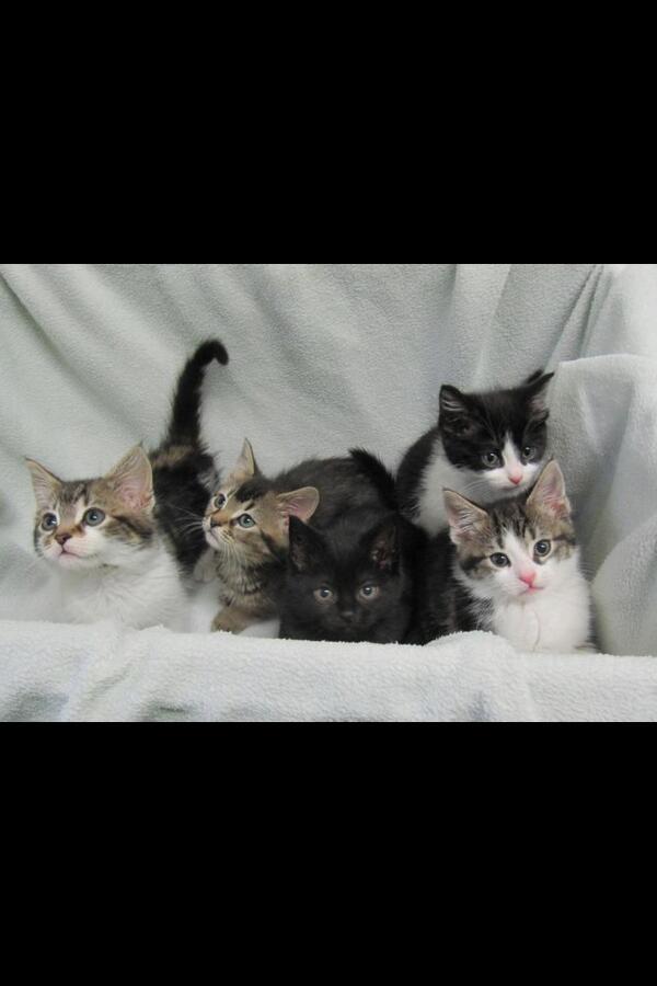 Um...“<a href="/AriannaHalshaw/">Arianna</a>: Anyone in London want to give two of these lovely kittens a home? Get in touch if so #socute ”