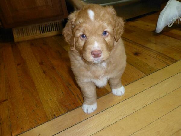 Matt_OSLC's tweet image. About a month until this guy (or one of his two brothers) invades our house! #toller #nsdtr #dog #puppy