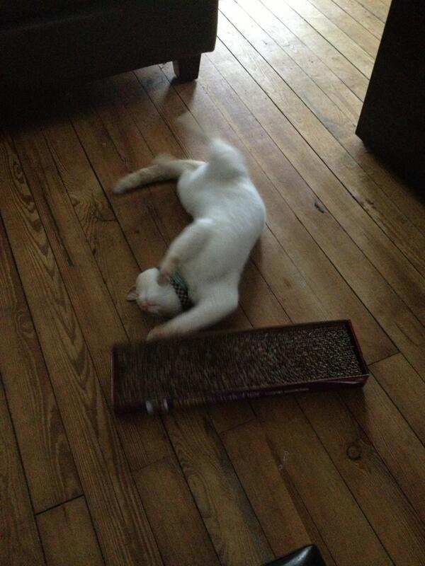 bortholewizard's tweet image. Mom drugged my cat...
#catnipaddict
