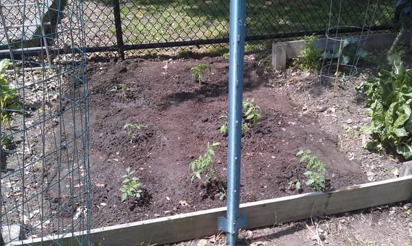 GradLandscaping's tweet image. Community garden tomato plants in Palisades, Day 1