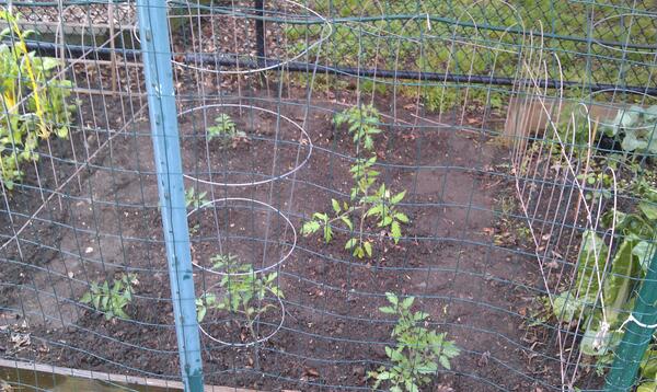 GradLandscaping's tweet image. Community garden tomato plants in Palisades, Day 2