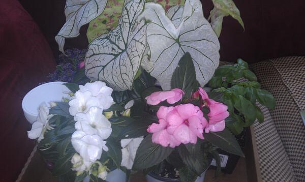 GradLandscaping's tweet image. Spring Flowers for the backyard