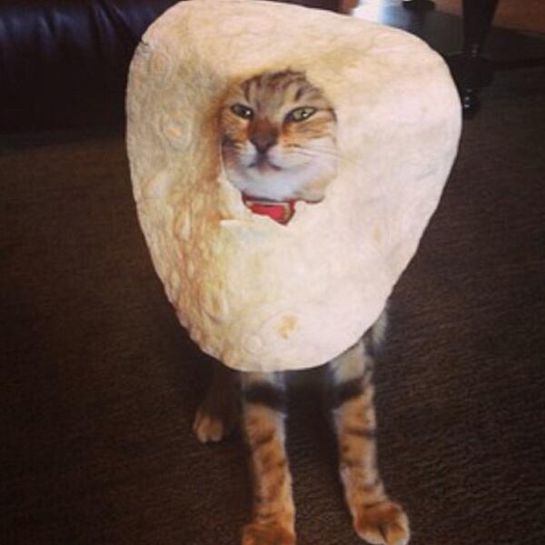 inbread cat