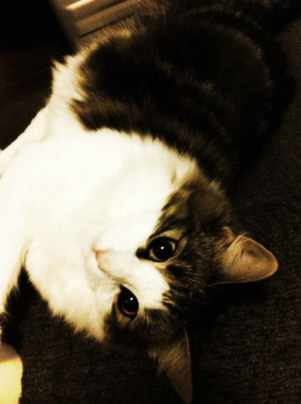 happymasa37's tweet photo. 初お風呂終了  以外に大人しく入ってくれた(⌯꒪͒ ૢ∀ ૢ꒪͒) http://t.co/oxvcipXSMp