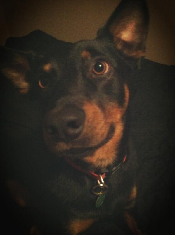 DukeandChief's tweet photo. The humans went out and left their iPads on the couch. Time for a night of candy crushin and tweetin' selfies. http://t.co/7AXENiRykG