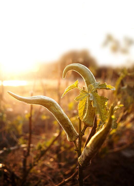 jwkpec's tweet photo. Old school okra shot at Thornhill Farms for @mccradys http://t.co/eTXJUFcp9w