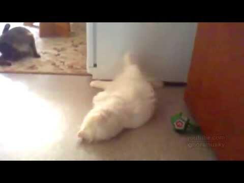 VolhSuf's tweet photo. Кот из засады. Развлечения - http://t.co/c2NfprEXkq http://t.co/veWhhkdRYC