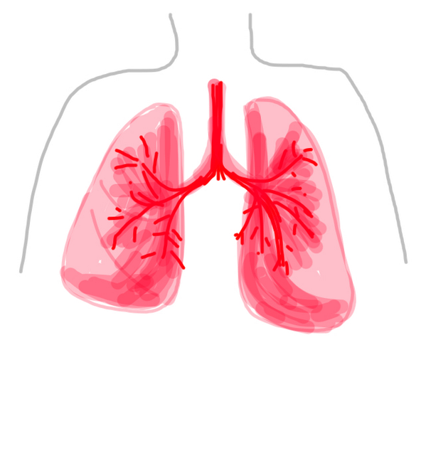 osancon's tweet photo. Lungs http://t.co/jiALe0R0zA