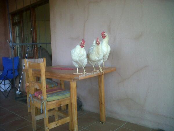 Joan_Cuthbert tweet picture