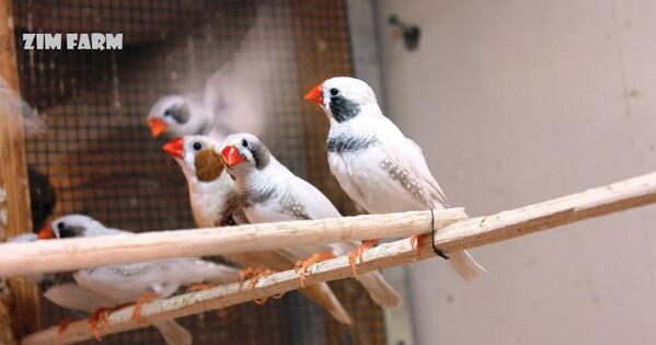Zimfarm's tweet photo. White Cheek http://t.co/3mIDesr6Tm