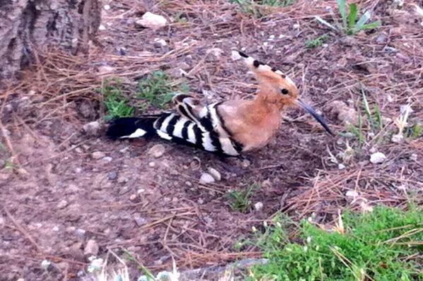 lema_cao's tweet image. ¿Pájaro carpintero? No sé. #preguntando