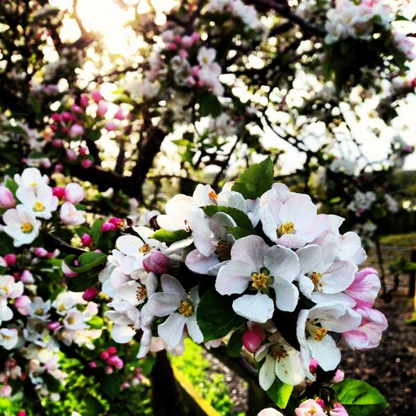 BrambleandFox's tweet photo. LOVE the blossom in the orchard at this time of year :) http://t.co/dokCxOdpfM