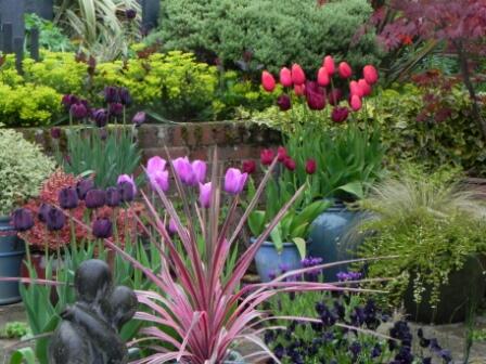 <a href="/Bloms_Bulbs/">Bloms Bulbs</a> <a href="/BlomsBulbs/">Blomsbulbs</a> My lovely Bloms tulips - How can I leave them for #rhschelsea