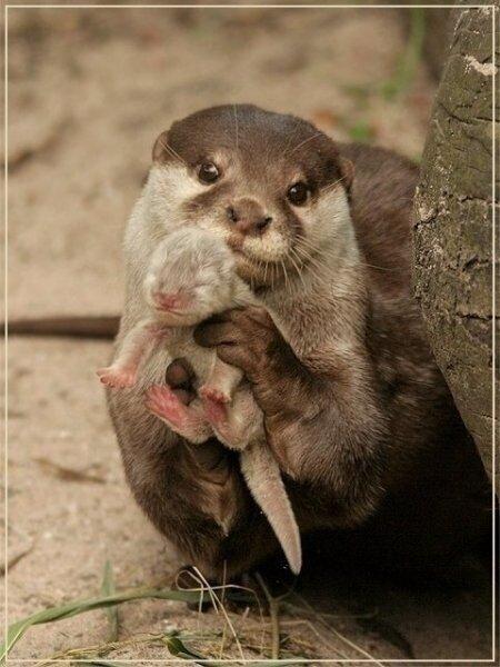 An Otter showing you its baby.