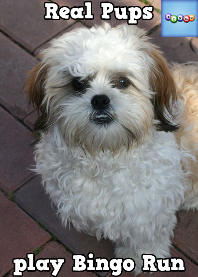 khutto2122's tweet photo. Play Bingo with Friends! #ilovebingo #BingoRun http://t.co/M8hgTcz035 http://t.co/8s0kYQR3ew