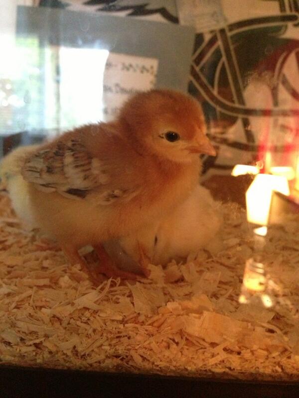 jesssicaadams's tweet image. Brother comes home with 4 baby chickens #excuseme #notafarm