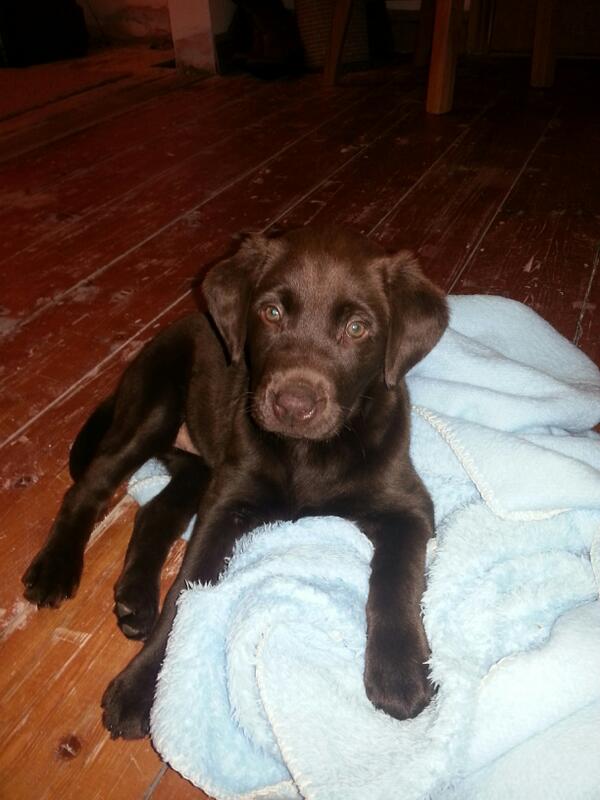 RebecaJames's tweet photo. @SarahLouBarnard I miss Bella! #Suchacutie http://t.co/WBya7y1pCz