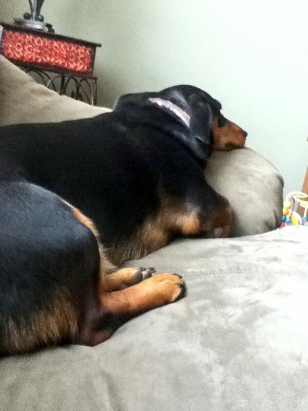 jsjebrkc's tweet image. Bandit(: #pup