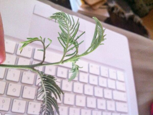 @GLAgreening any ideas what tree this leaf comes from? It's on a street in Tower Hamlets. Thanks!