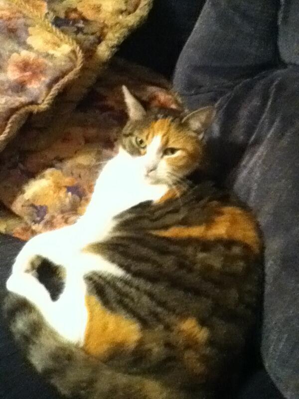 Calithekittycat's tweet image. 