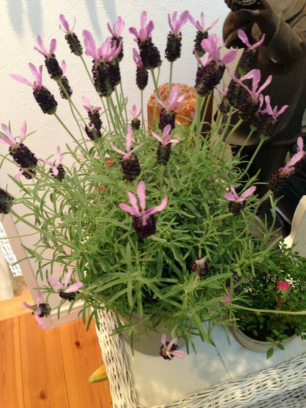 manamariya's tweet photo. @love34sora 
うさぎミミラベンダーだよぉ💕
横にチビのミニ薔薇一個咲いたヾ(≧▽≦)ﾉｷﾞｬﾊﾊ☆ http://t.co/sw24QnjDh2