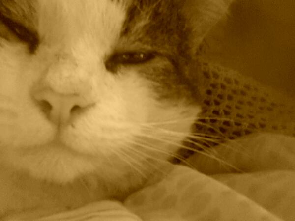 PipienaPercival's tweet photo. PLEASE LIKE PLEASE LIKE PLEASE FIRST LIKE I EVER HAD PLEASEVLIKE  all my photos please like pkease like please http://t.co/RgeQGfOZDs